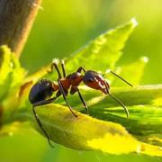 Dynastian tiedenurkka: Tämä muurahaislaji toimii kuten rajat kiinni - liike!