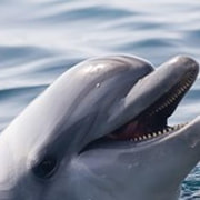Dynastia on huolissaan Särkänniemen delfiineistä!