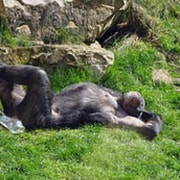 koko ikänsä apinoita tutkinut tutkija: Trump vetoaa samoin kuin simpanssiuros