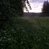 Kesäyön laulajat