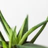 Ruohonjuuri podcast |  Aloe vera - ekologinen ihon- ja kauneudenhoidon taituri