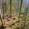 Laulurastaan metsä