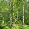 Vanha koivikko heinäkuisena helleaamuna