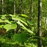 Kuhankeittäjän rantakoivikko