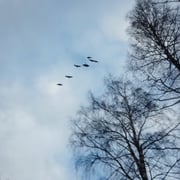 Linnun laulua keväisessä metsässä Saimaan rannalla